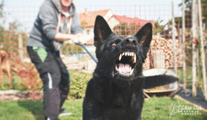 Aggressive dog
