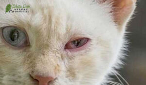 cat with red irritated eye 