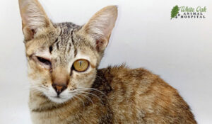 cat with swollen eye