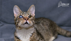 cat with cloudy eye 