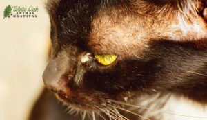 cat with eye discharge