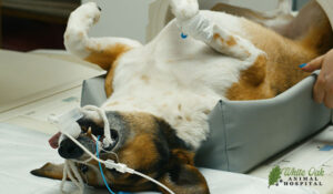 dog being prepped for MRI