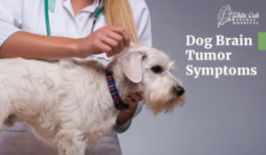 dog brain tumor symptoms