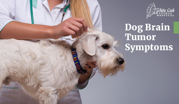 dog brain tumor symptoms