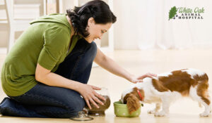 Woman feeding dog healthy food - image for Food Therapy Recommendations section