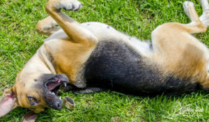 dog having a seizure