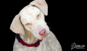 dog with head tilted