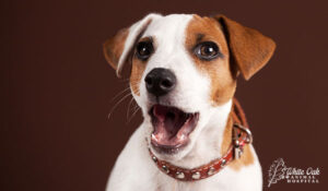 easily startled dog