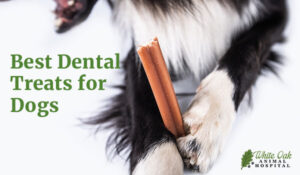 Dental treats for dogs