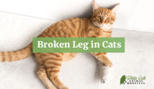 Broken leg in cats