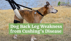 Dog Back Leg Weakness from Cushing’s Disease