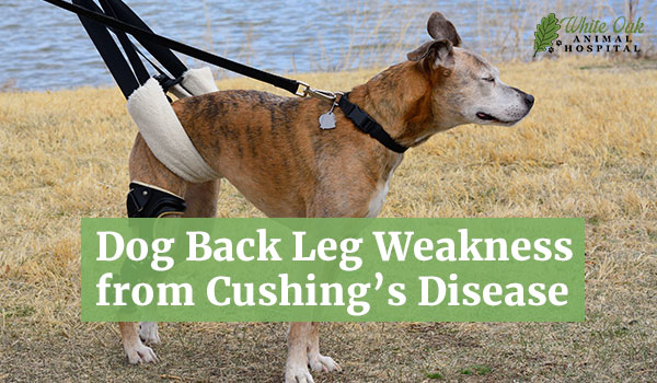 Dog Back Leg Weakness from Cushing’s Disease