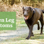 Dog broken leg symptoms