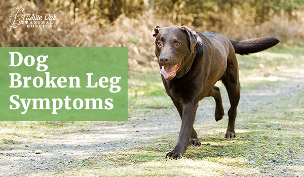 Dog Broken Leg Symptoms: 5 Reasons Why Delayed Treatment Can Be Devastating 9 Dog broken leg symptoms