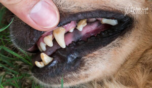 Dog with dental issues