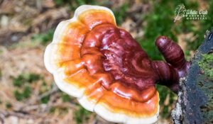 Reishi mushrooms