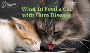 What to Feed a Cat with Gum Disease