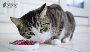 Cat eating moist food