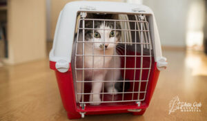 cat inside a cat carrier box