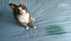 Cat urine | IRIS staging in cats