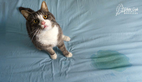 IRIS Staging in Cats: 5 Alarming Signs Your Cat’s Kidneys May Be in ...
