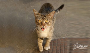 cat with limp