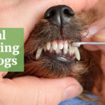 Dental Cleaning for Dogs: 5 Damaging Mistakes That Sabotage Long-Term Health 9 Dental cleaning for dogs