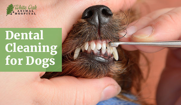 Dental cleaning for dogs