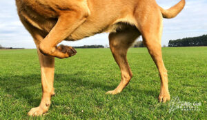 dog paw up limping