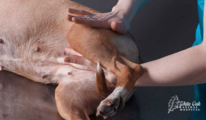 dog rehabilitation - structured movement 