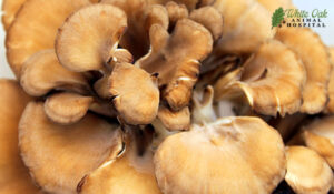 Maitake mushrooms