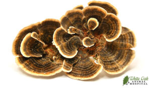 Turkey tail mushroom