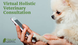 virtual holistic veterinary consultation
