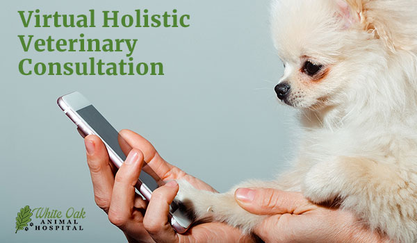 virtual holistic veterinary consultation