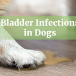 Bladder Infections in Dogs: 5 Warning Signs You Should Never Ignore 8 Bladder Infections in Dogs
