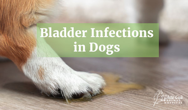 Bladder Infections in Dogs
