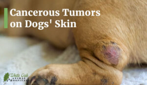 Cancerous Tumors on Dogs' Skin