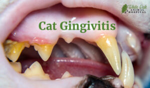 Cat gingivitis