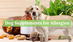Dog Supplements for Allergies