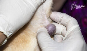 Vet examines a dog's tumor