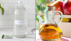 apple cider and white vinegar