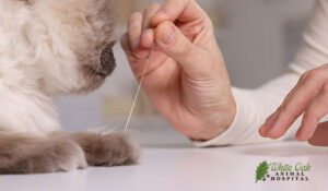cat acupuncture