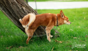 dog urinating 