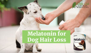 Melatonin for Dog Hair Loss