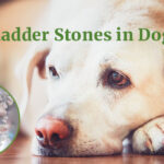 Bladder Stones in Dogs