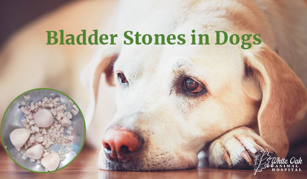 Bladder Stones in Dogs: 5 Painful Truths Your Vet Wishes You Knew 1 Bladder Stones in Dogs