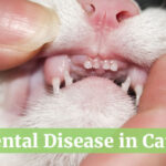 Dental Disease in Cats