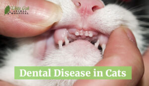 Dental Disease in Cats