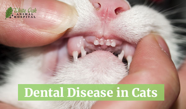 Dental Disease in Cats
