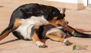 Dog licking private parts